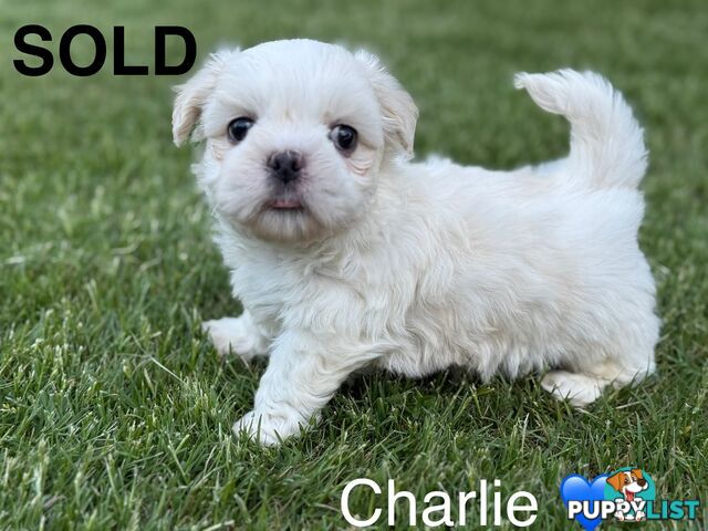 MALTESE SHIH TZU / SHITZU PUPPIES - LAST PUPPY LEFT !!