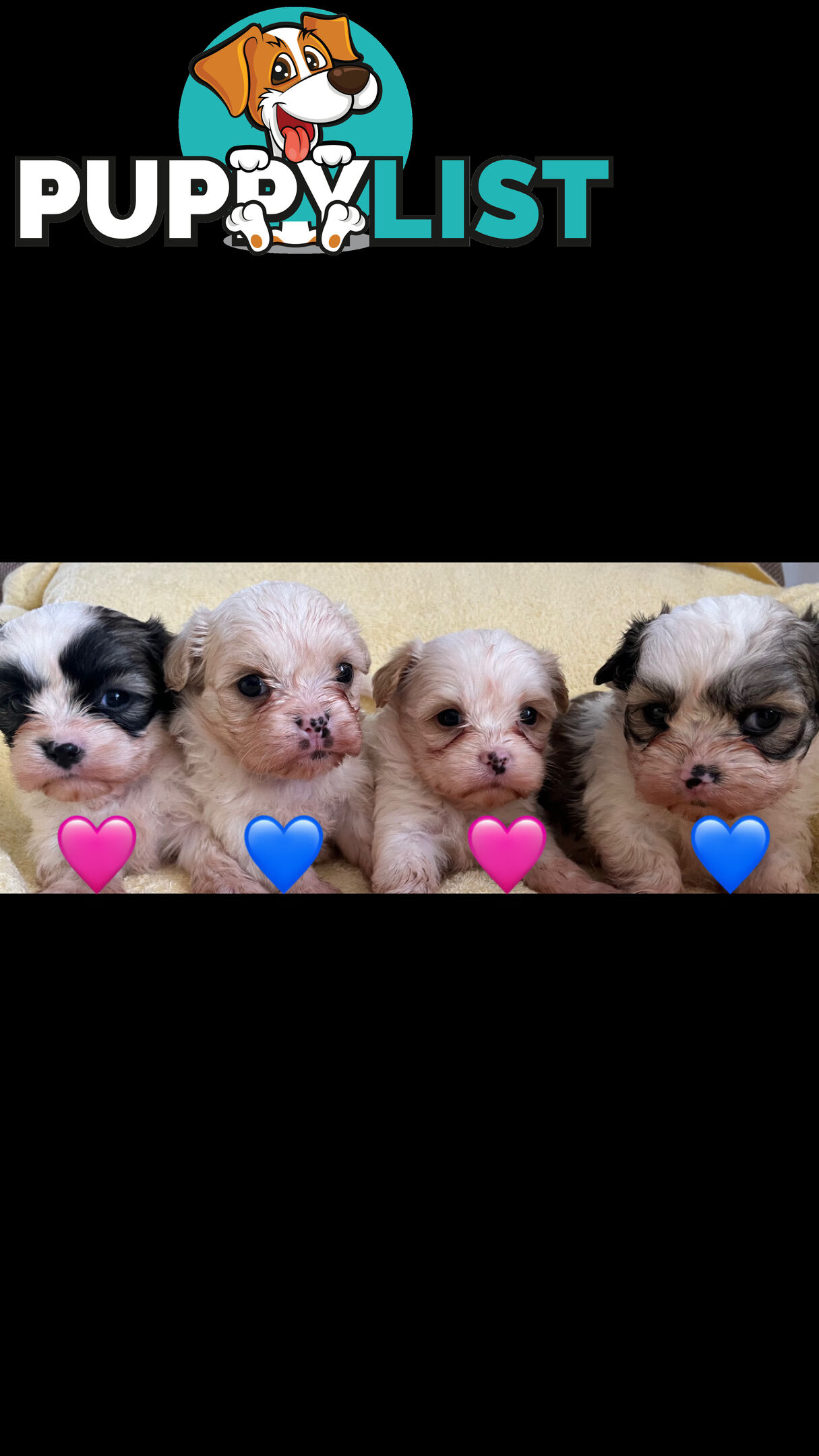 MALTESE SHIH TZU PUPPIES
