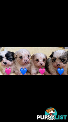 MALTESE SHIH TZU PUPPIES