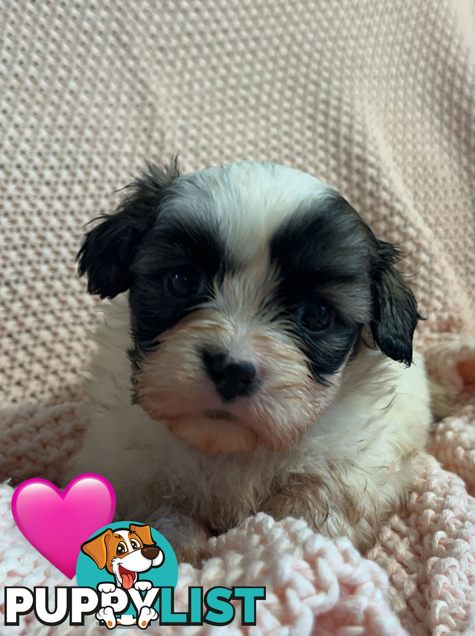 MALTESE SHIH TZU PUPPIES