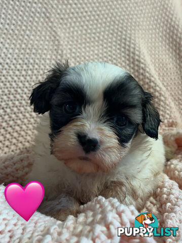 MALTESE SHIH TZU PUPPIES