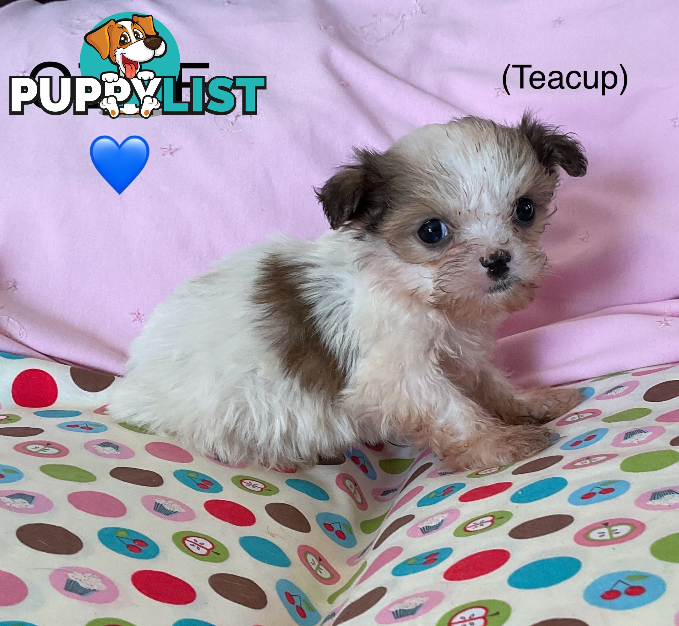 MALTESE SHIH TZU PUPPIES - READY TO GO NOW !!