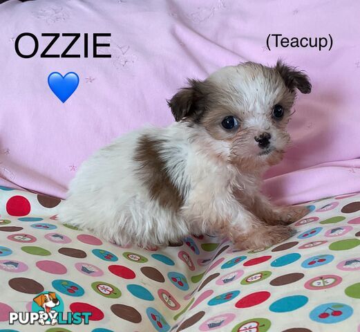 MALTESE SHIH TZU PUPPIES - READY TO GO NOW !!