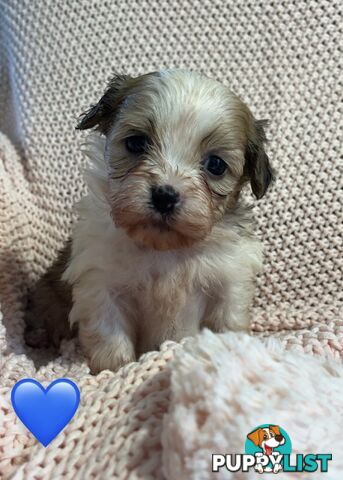 MALTESE SHIH TZU PUPPIES