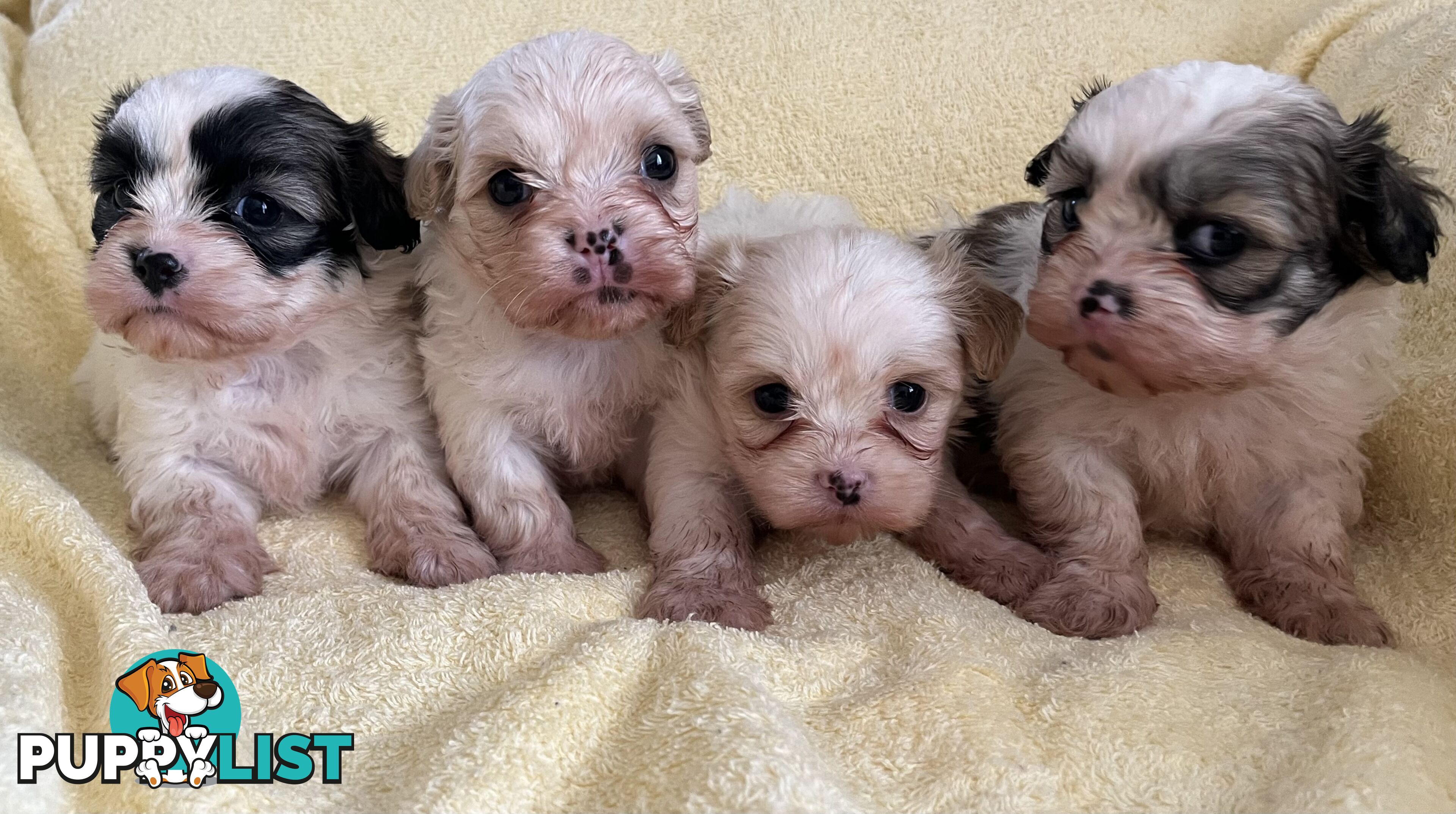 MALTESE SHIH TZU PUPPIES