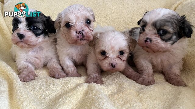 MALTESE SHIH TZU PUPPIES