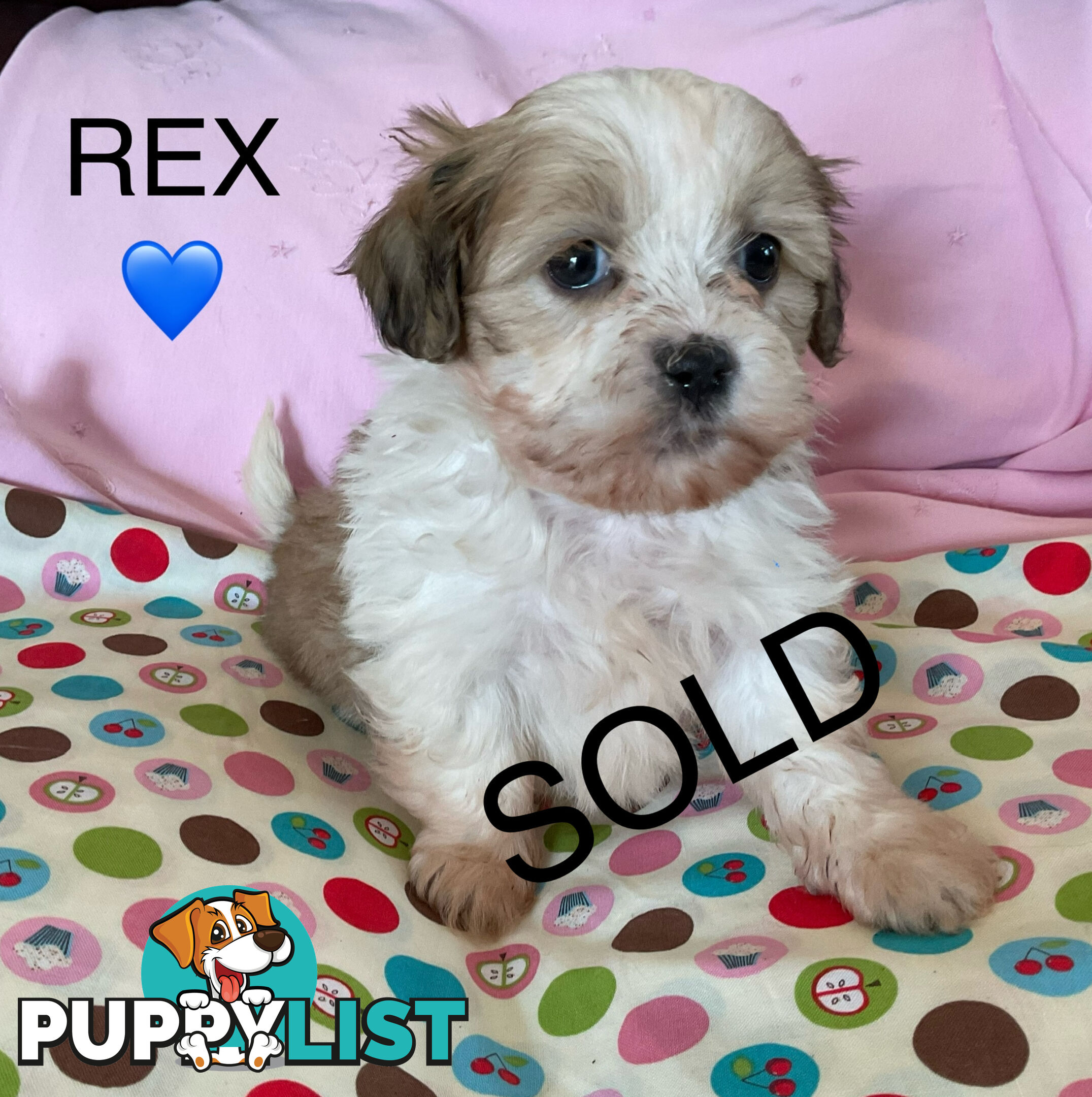 MALTESE SHIH TZU PUPPIES - READY TO GO NOW !!