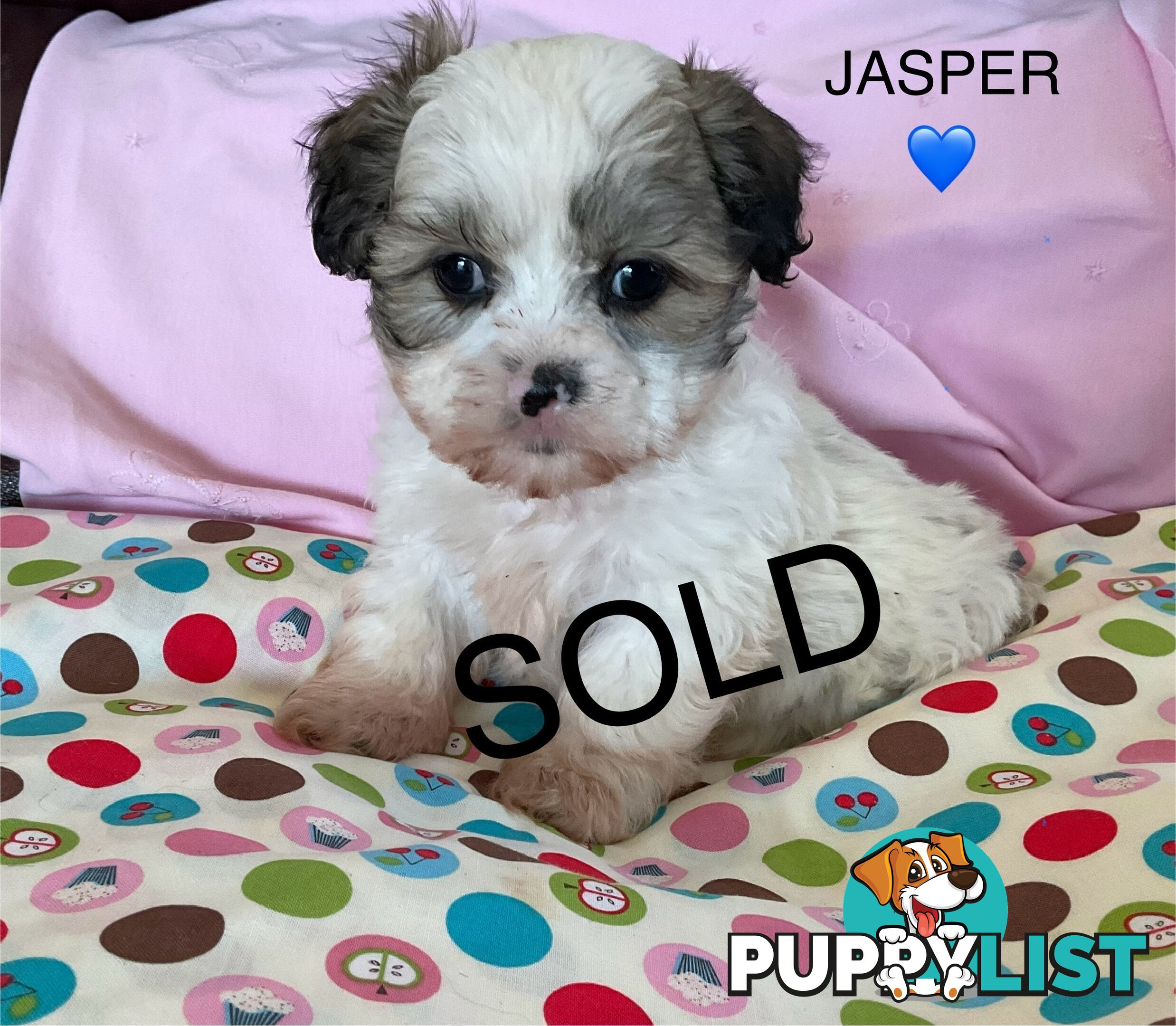 MALTESE SHIH TZU PUPPIES - READY TO GO NOW !!