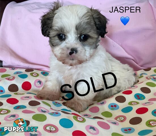 MALTESE SHIH TZU PUPPIES - READY TO GO NOW !!