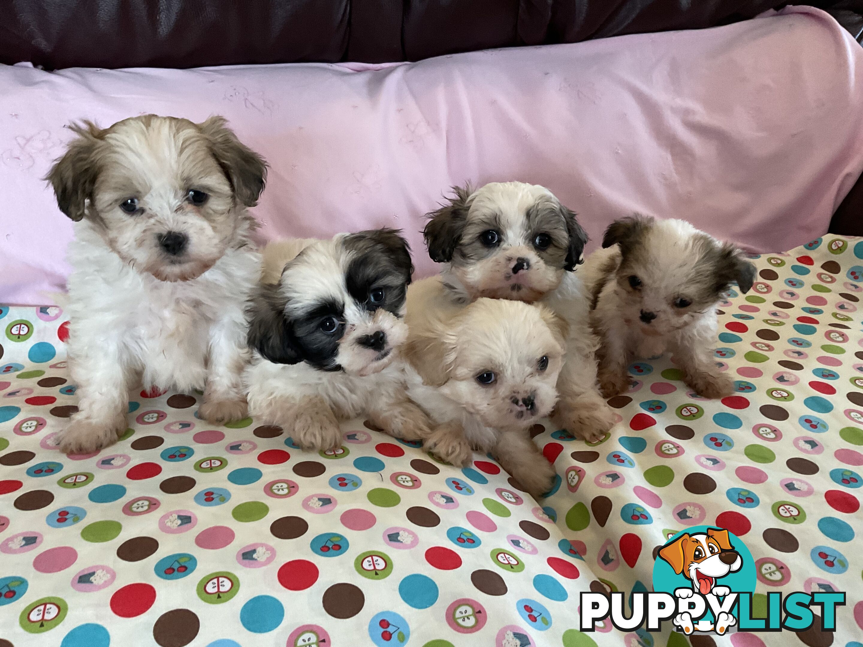 MALTESE SHIH TZU PUPPIES - READY TO GO NOW !!