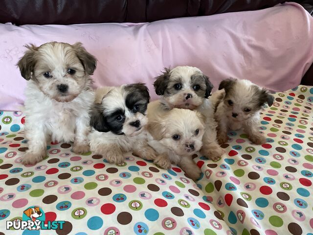 MALTESE SHIH TZU PUPPIES