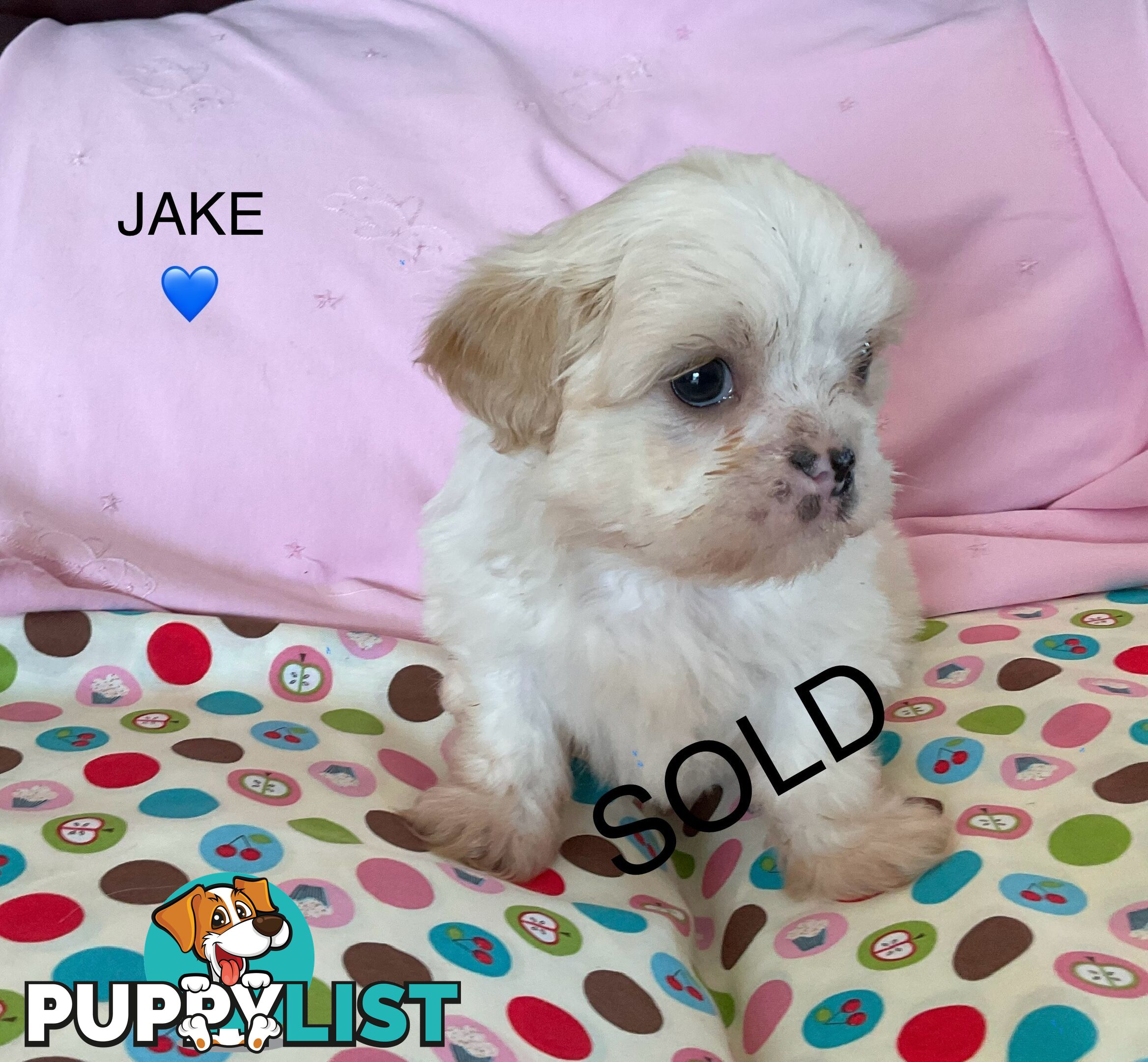 MALTESE SHIH TZU PUPPIES - READY TO GO NOW !!
