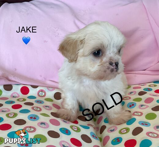MALTESE SHIH TZU PUPPIES - READY TO GO NOW !!