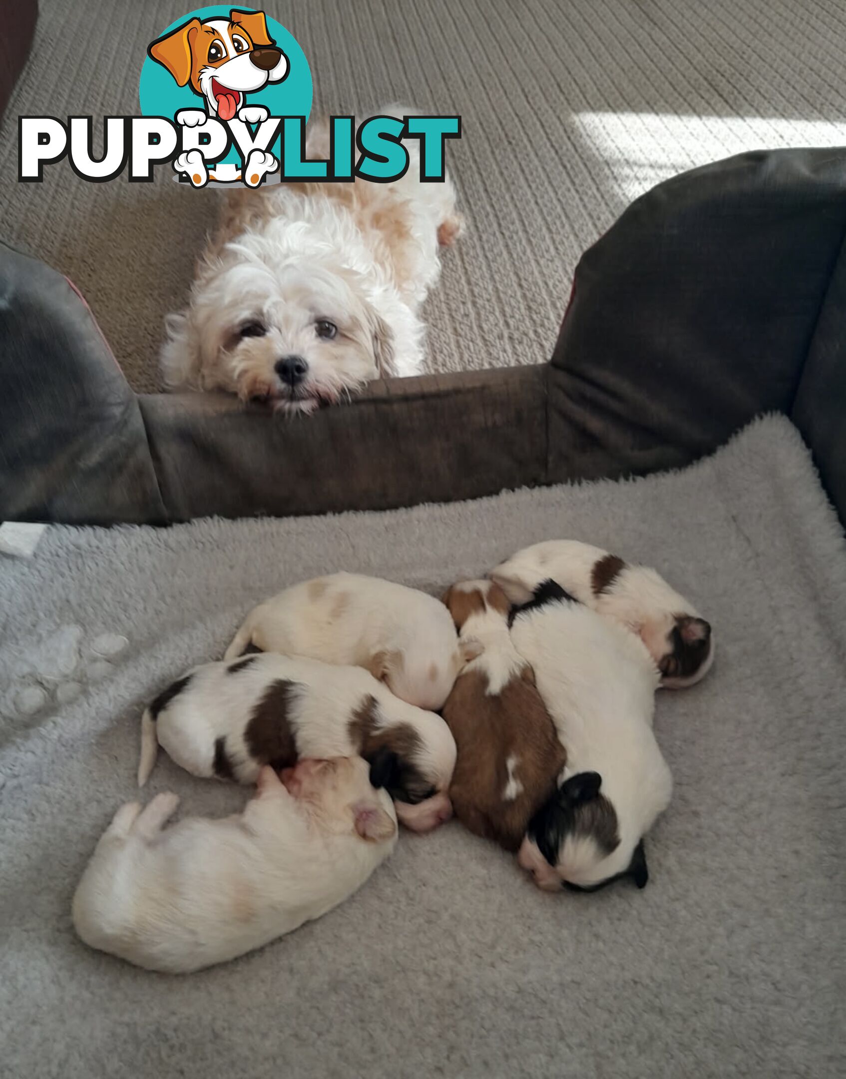 MALTESE SHIH TZU PUPPIES