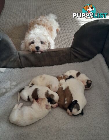 MALTESE SHIH TZU PUPPIES