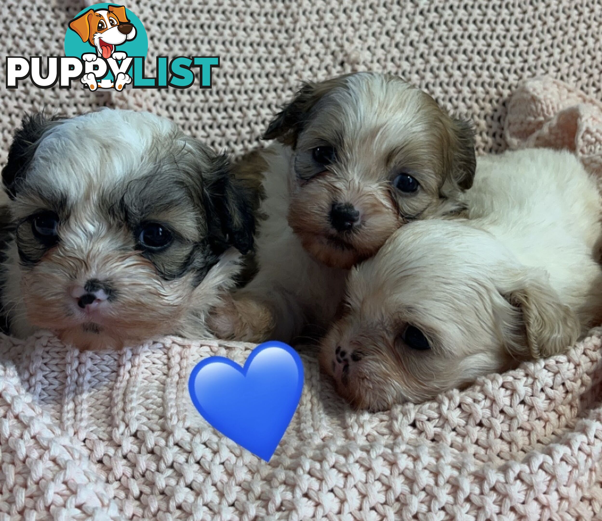 MALTESE SHIH TZU PUPPIES
