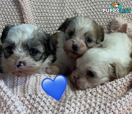 MALTESE SHIH TZU PUPPIES