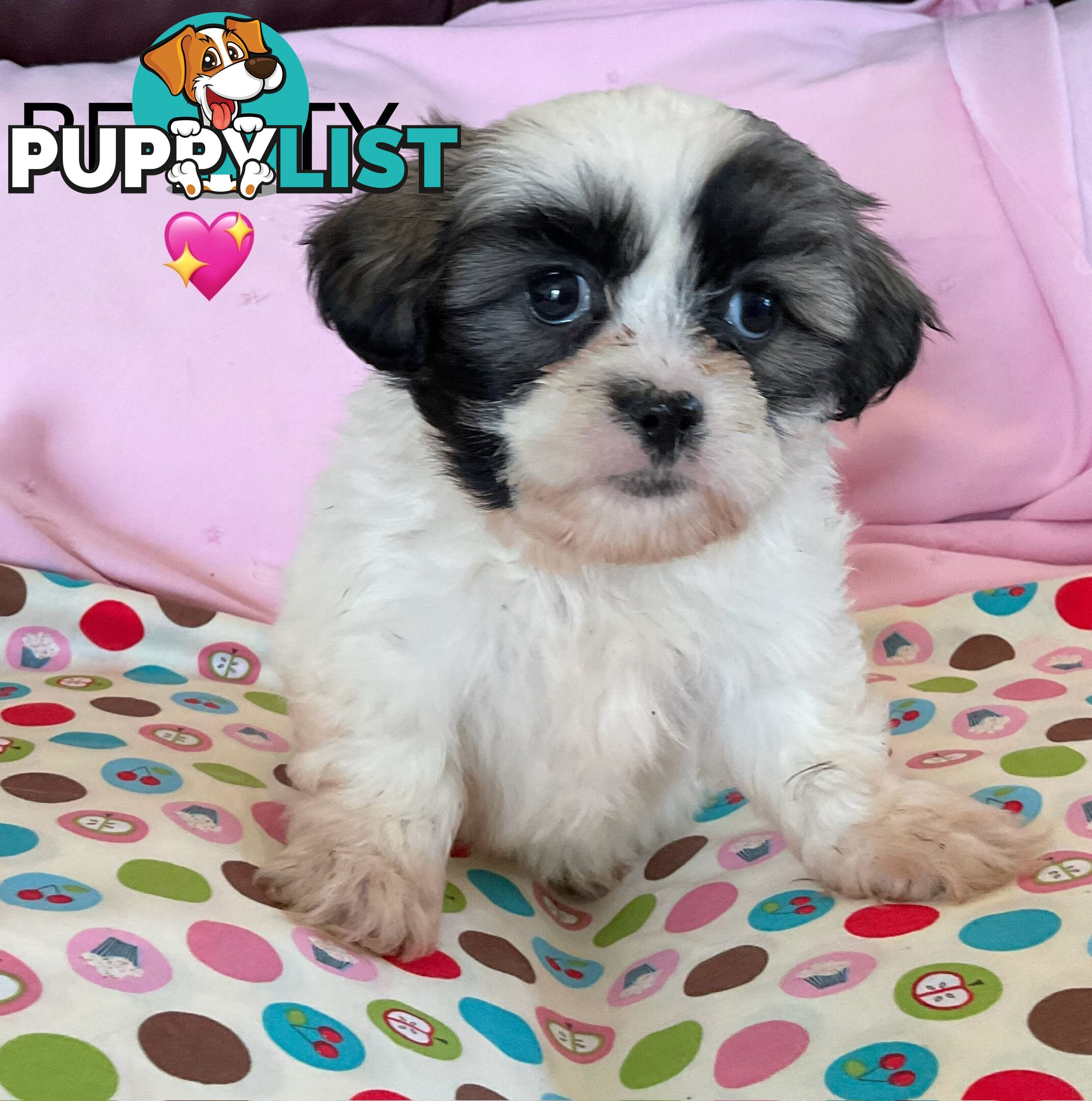 MALTESE SHIH TZU PUPPIES - READY TO GO NOW !!