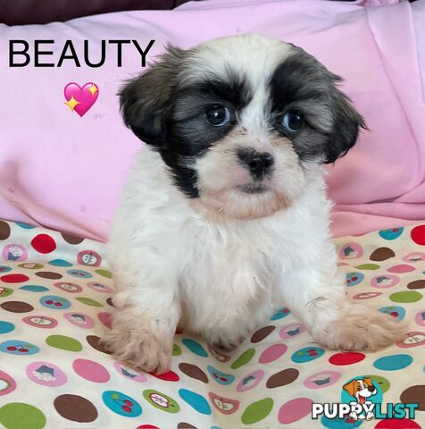 MALTESE SHIH TZU PUPPIES - READY TO GO NOW !!