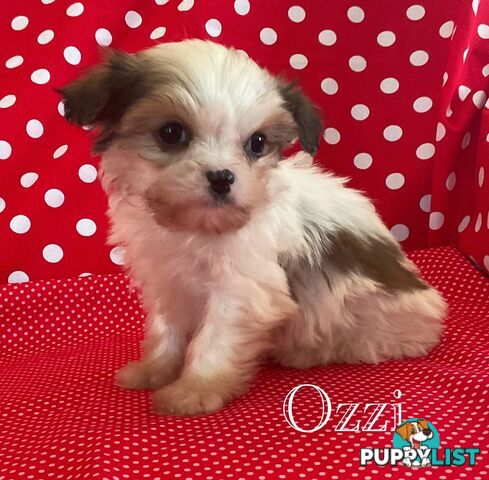 MALTESE SHIH TZU PUPPIES - LAST FEMALE LEFT - READY TO GO NOW !!