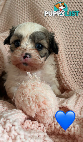 MALTESE SHIH TZU PUPPIES