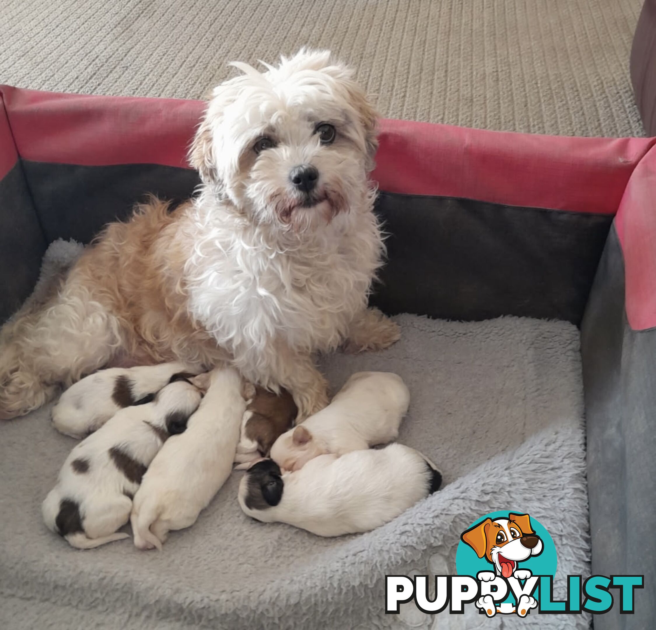 MALTESE SHIH TZU PUPPIES