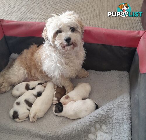 MALTESE SHIH TZU PUPPIES