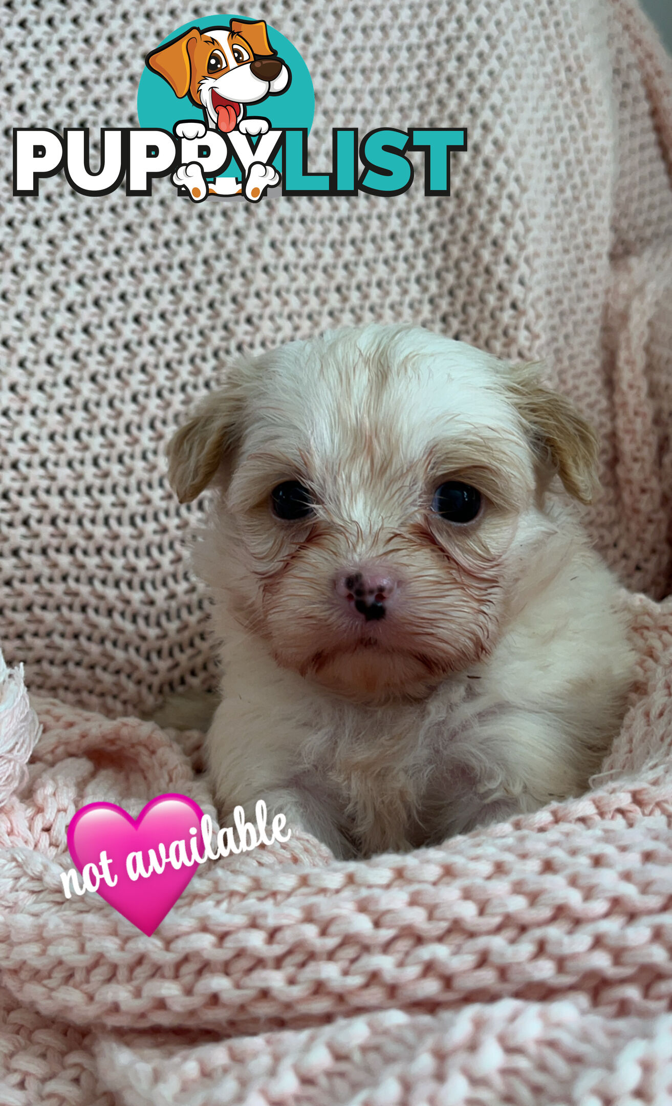 MALTESE SHIH TZU PUPPIES
