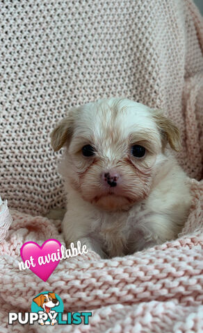 MALTESE SHIH TZU PUPPIES