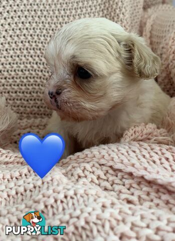 MALTESE SHIH TZU PUPPIES