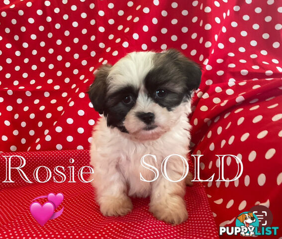 MALTESE SHIH TZU / SHITZU / FREE DESEXING