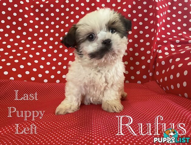 MALTESE SHIH TZU / SHITZU