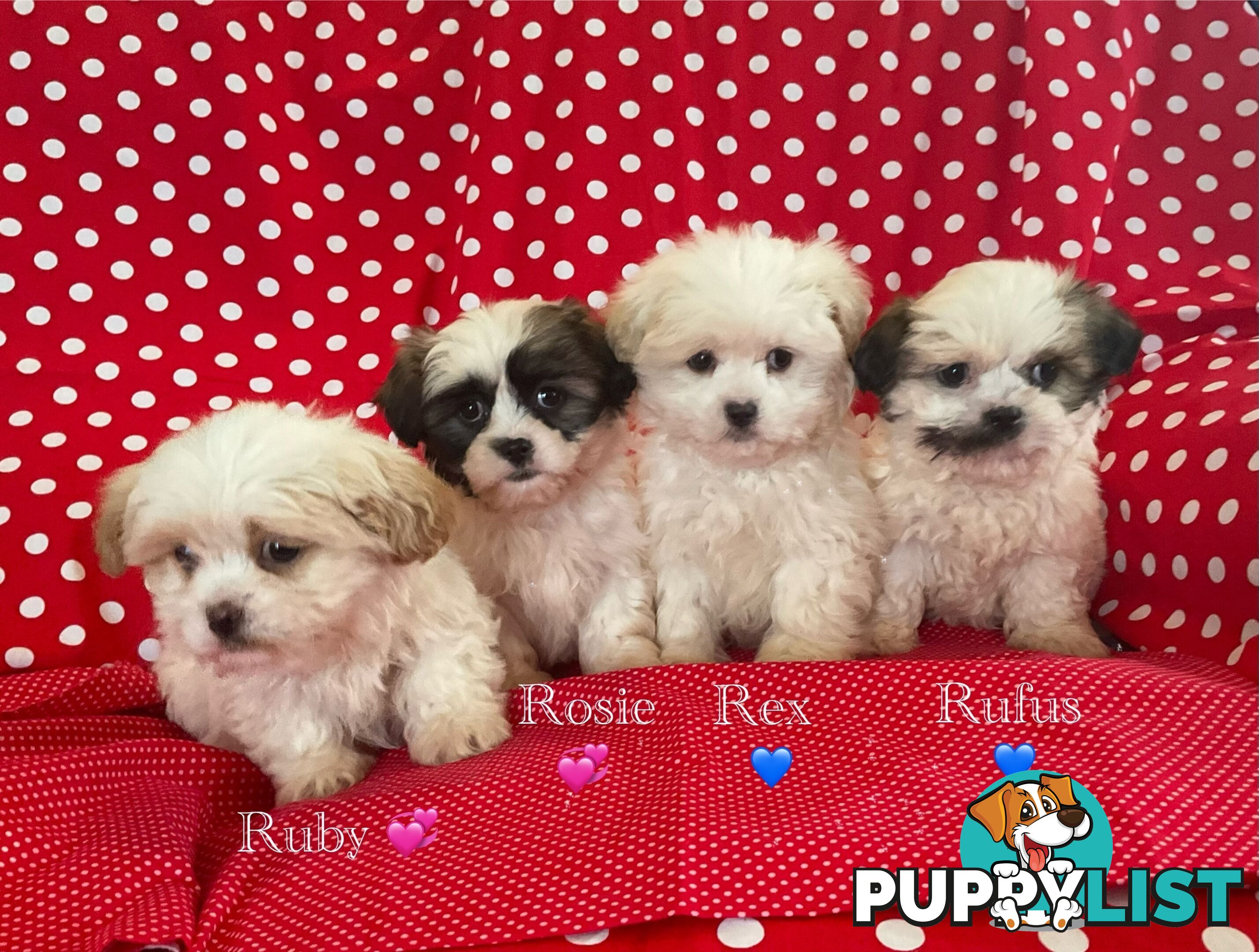 MALTESE SHIH TZU / SHITZU