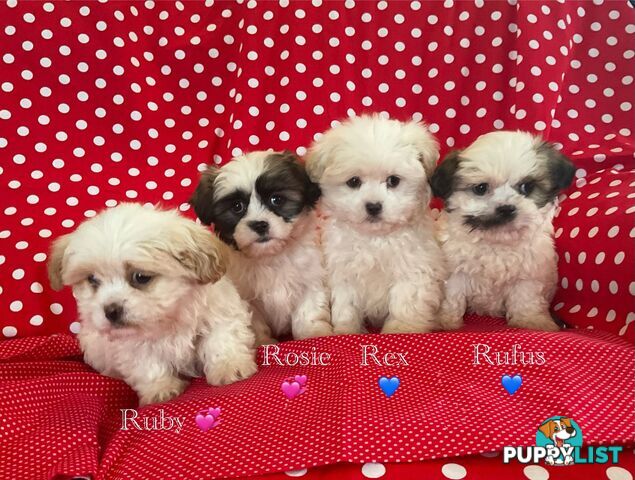 MALTESE SHIH TZU / SHITZU