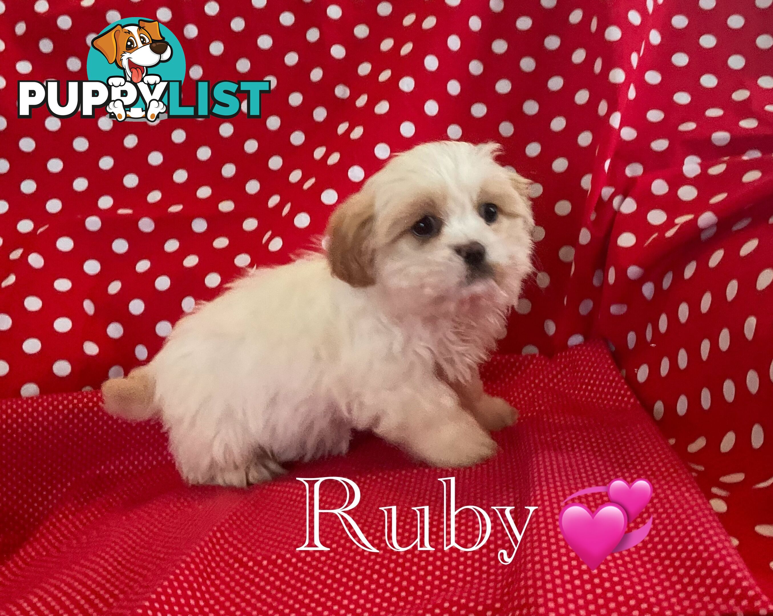 MALTESE SHIH TZU / SHITZU