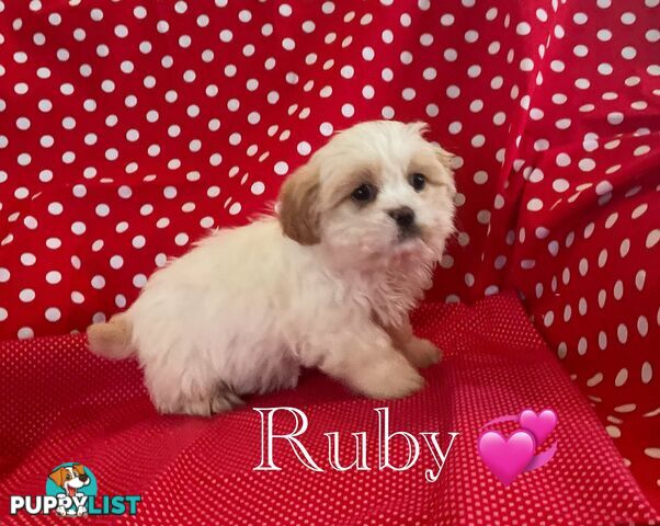 MALTESE SHIH TZU / SHITZU