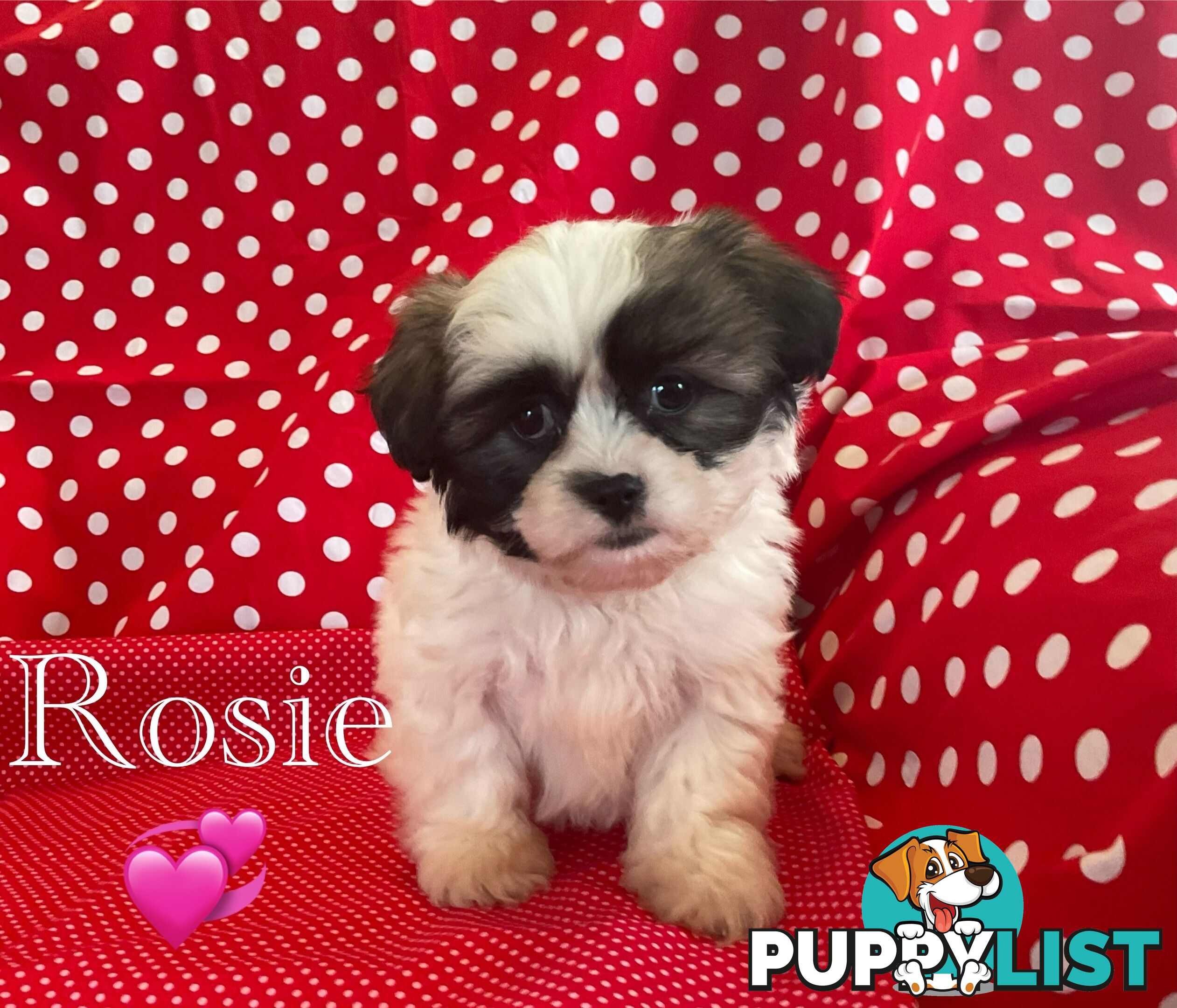 MALTESE SHIH TZU / SHITZU