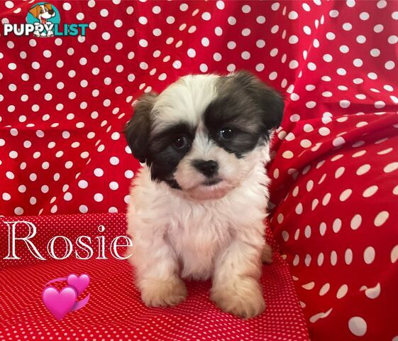 MALTESE SHIH TZU / SHITZU
