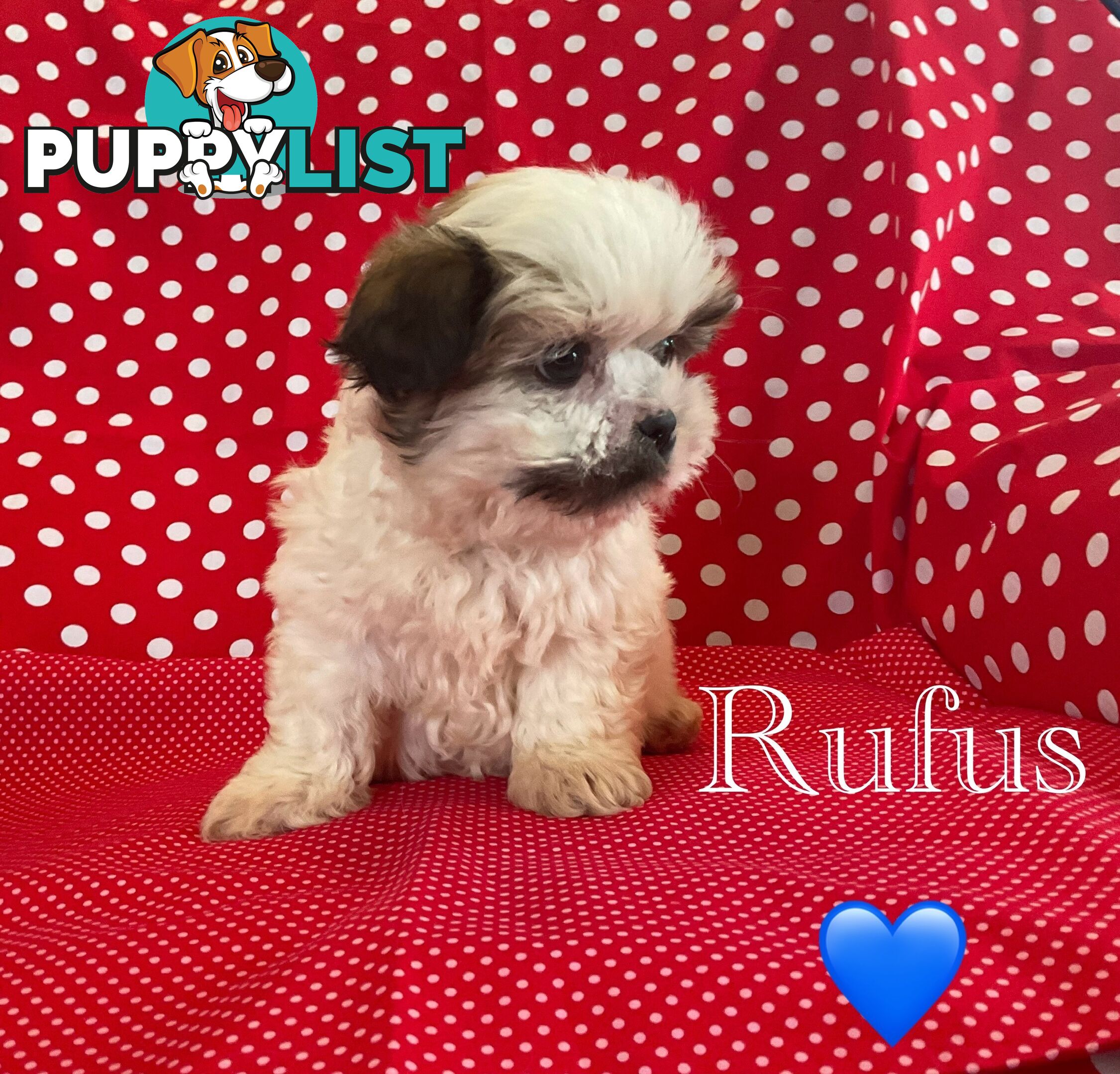 MALTESE SHIH TZU / SHITZU
