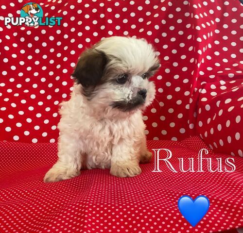 MALTESE SHIH TZU / SHITZU