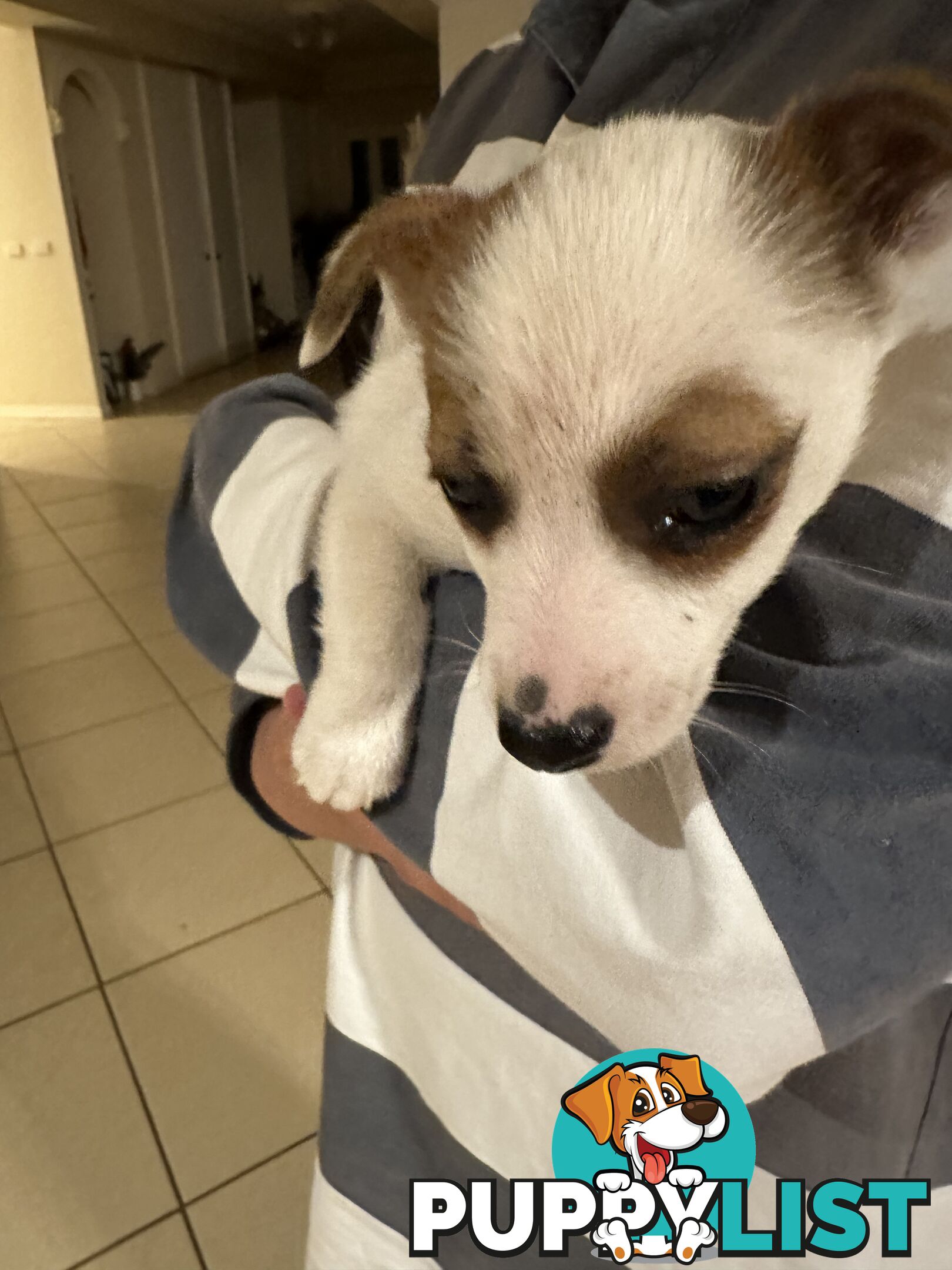 Female Jack Russell Puppy for sale