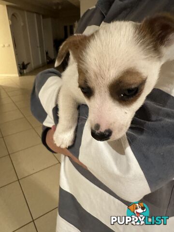 Female Jack Russell Puppy for sale