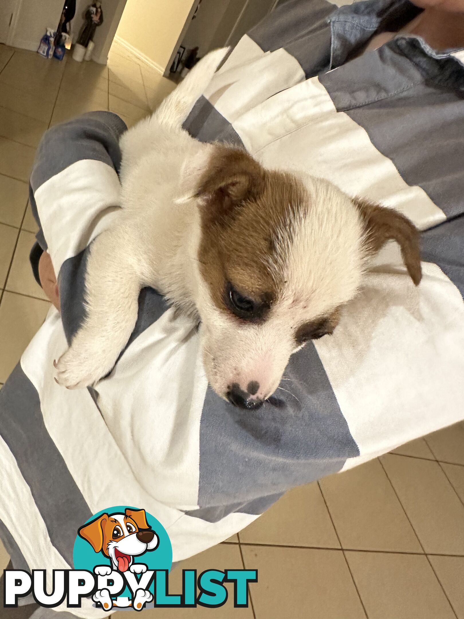 Female Jack Russell Puppy for sale