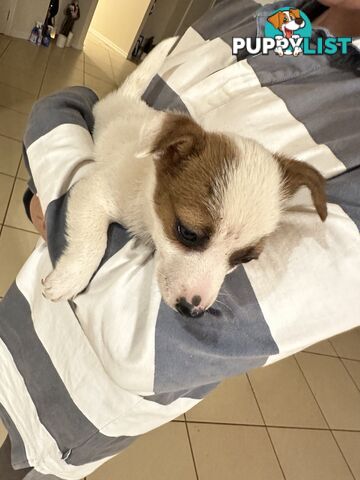 Female Jack Russell Puppy for sale