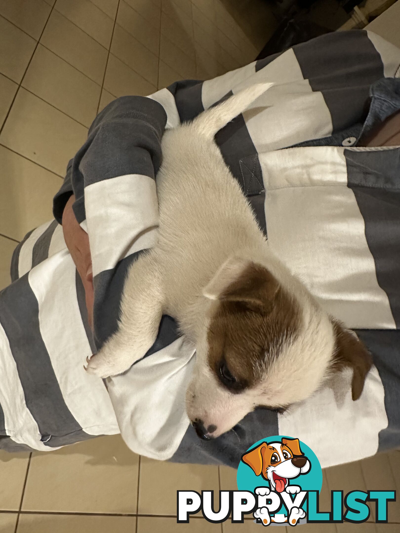 Female Jack Russell Puppy for sale