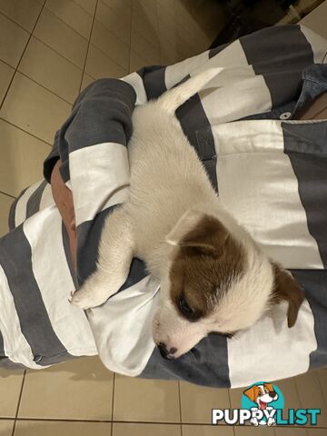 Female Jack Russell Puppy for sale