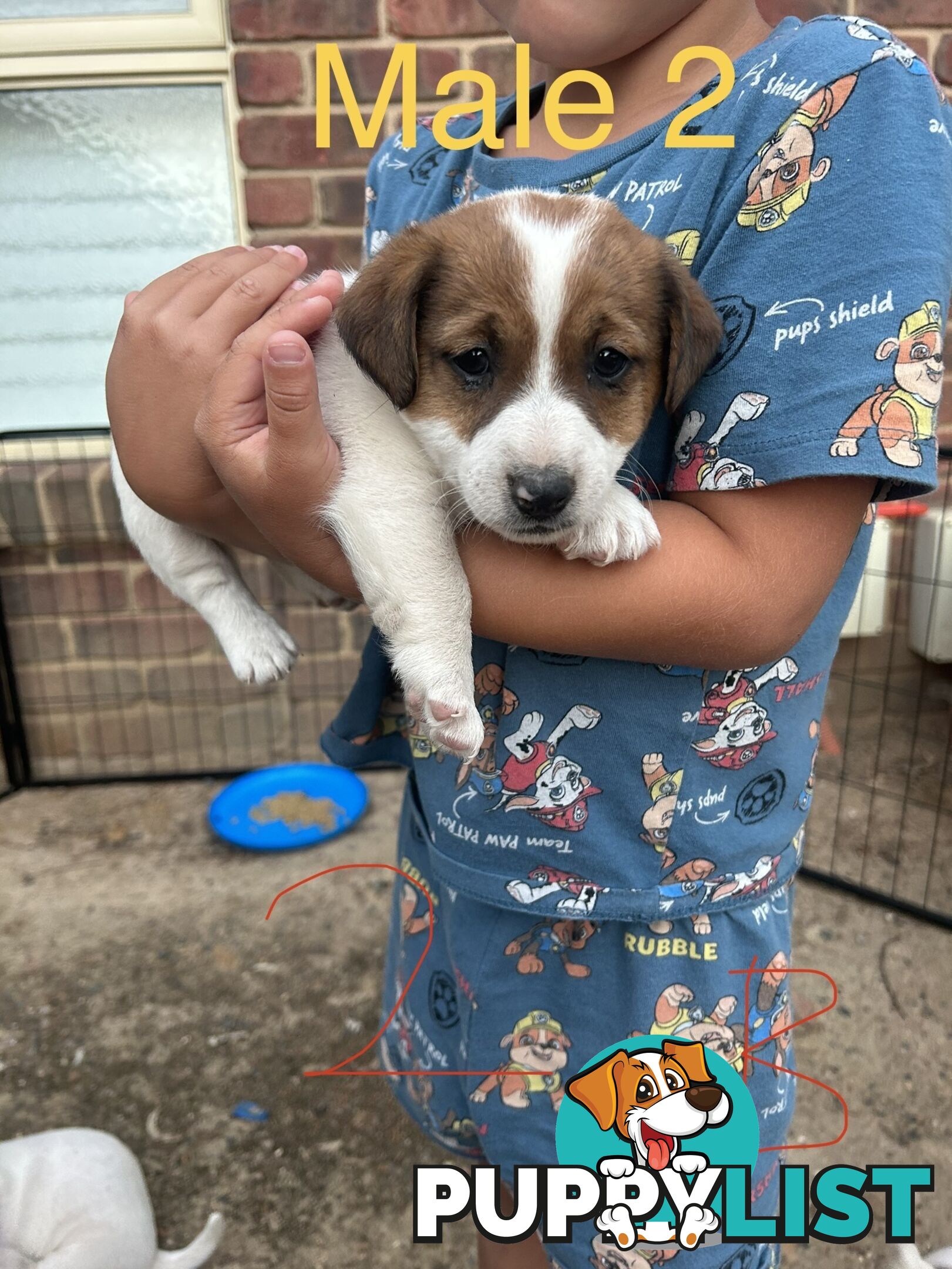 purebred jack russell terriers