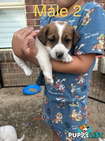 purebred jack russell terriers