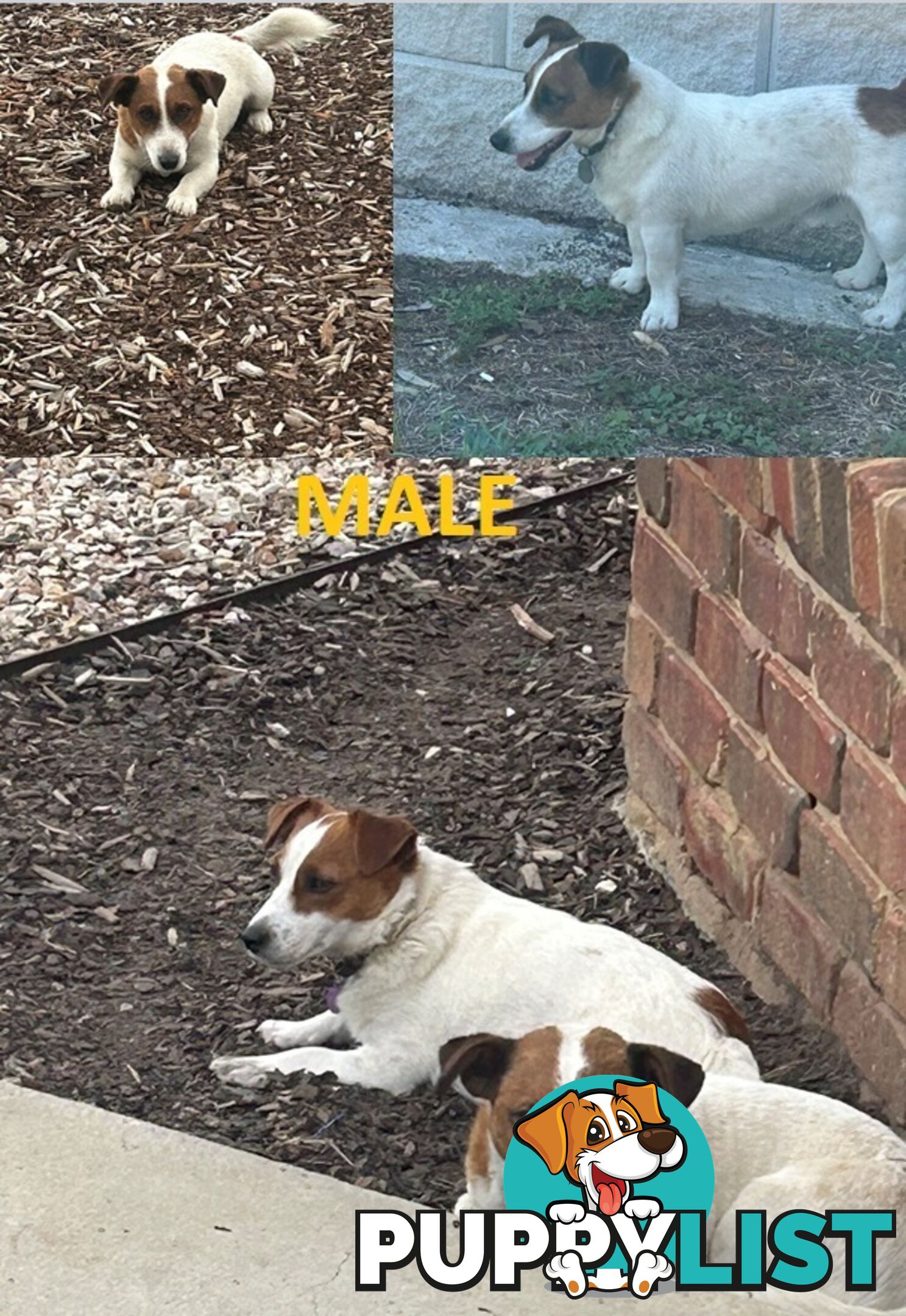 purebred jack russell terriers