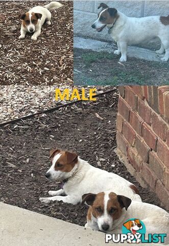 purebred jack russell terriers